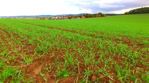 Agricultural landscape with wheat fields. Vídeo Stock 71945177