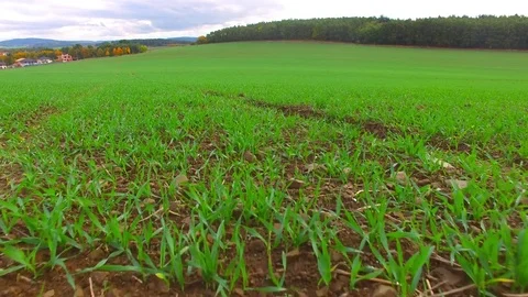 Agricultural landscape with wheat fields. Stock Footage 71945390