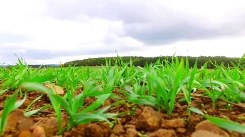 Agricultural landscape with wheat fields. 스톡 동영상 71947019