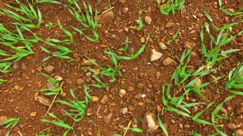 Agricultural landscape with wheat fields. Video stock 71947088