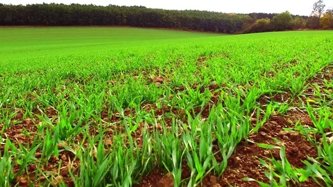 Agricultural landscape with wheat fields. Stock Footage 71947121