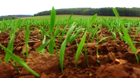 Agricultural landscape with wheat fields. Stock-Footage 71951835