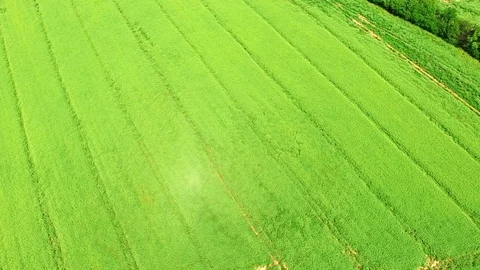 Agricultural landscape with wheat fields. Stock Footage 72091686