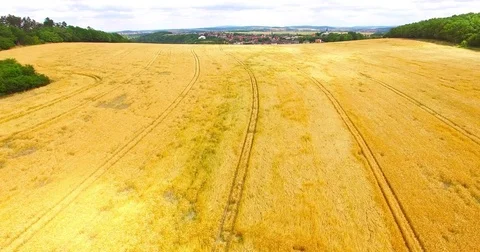 Agricultural landscape with wheat fields. Stock Footage 77089256