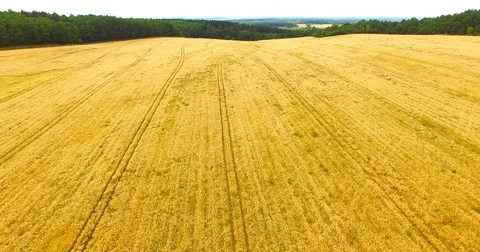 Agricultural landscape with wheat fields. Stock Footage 77090280