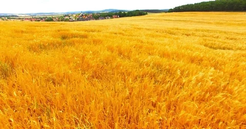 Agricultural landscape with wheat fields. Stock Footage 77090620