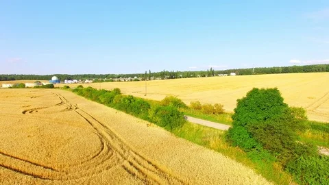 Agricultural landscape with wheat fields. Stock Footage 82629820