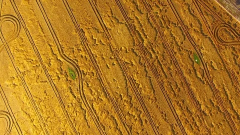 Agricultural landscape with wheat fields. Stock Footage 82630322
