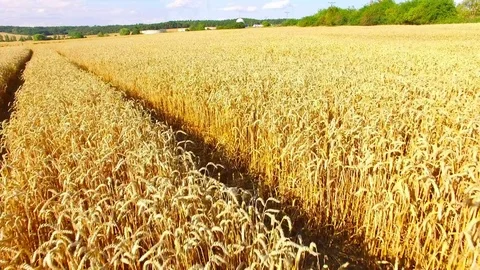 Agricultural landscape with wheat fields. Stock Footage 82635562