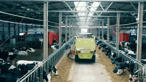 Agricultural machine is distributing forage for the cows Vídeo Stock 234981761