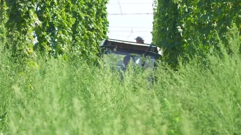 Agricultural Machine With Driver Working in Hop Field Stock-Footage 345658681
