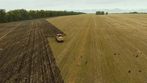 Agricultural machine plows field, leaving furrows, crows fly around. Stock-Footage 80900324