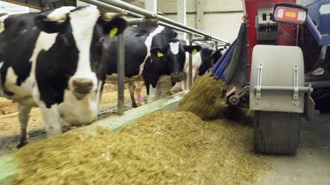 Agricultural machine pours feed for cows on farm. Technological process in Stock Footage 320301413