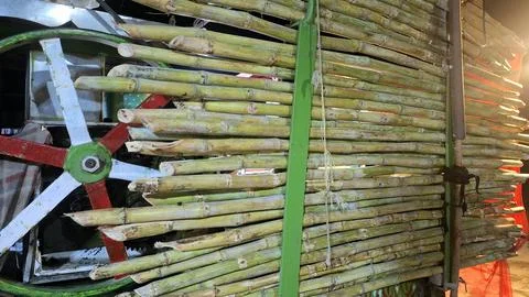 Agricultural Machine Processing Sugar Cane Stalks In Production Factory Facility Stock Photos