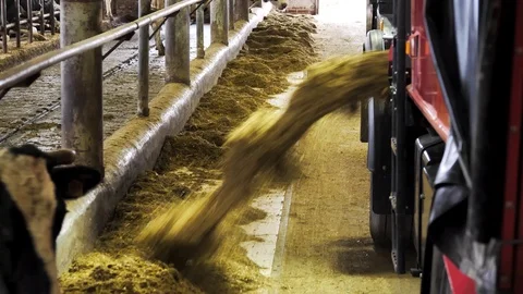 Agricultural machinery for automatic distribution of feed to cows Video stock 126758199