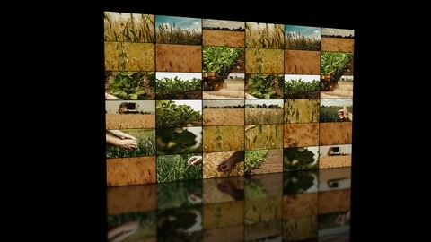 Agricultural multiple screens display Stock Footage 91295328