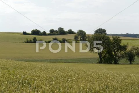 Agricultural panoramic scenery with grain field Stock Photos