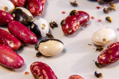 Agricultural parasite - a bean weevil beetle destroys stocks in warehouses an Foto stock