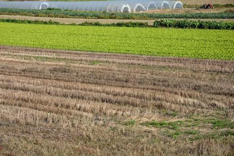 Agricultural Patchwork Field Foto stock