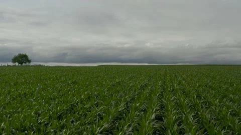 Agricultural path between cornfield in Alsace and aerial view of a tree Vídeos de archivo 157645181