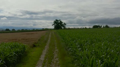 Agricultural path between cornfield in Alsace and aerial view of a tree Vídeos de archivo 157670941