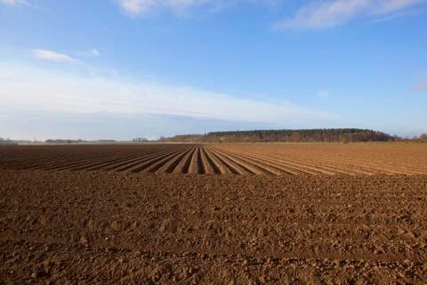Agricultural pattern and texture Foto stock