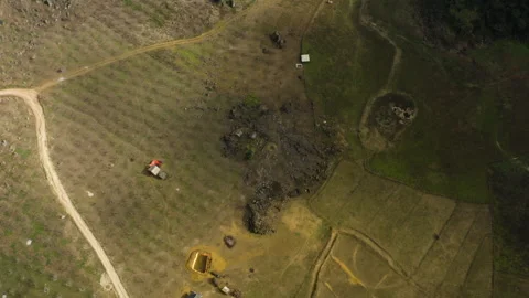 Agricultural Pattern: Mộc Châu Plum Plantation Overhead Shot Stock Footage 307184305