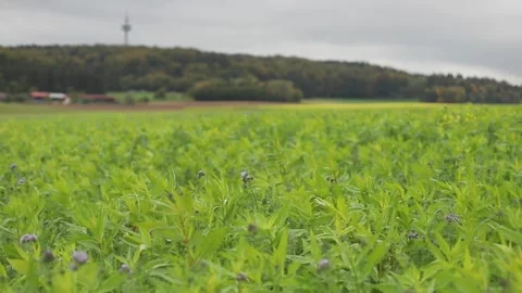 Agricultural plant close-up in the wind Stock Footage 327933573