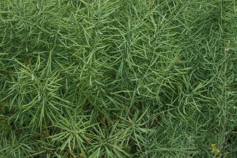 Agricultural plant rapeseed. Stock Photos
