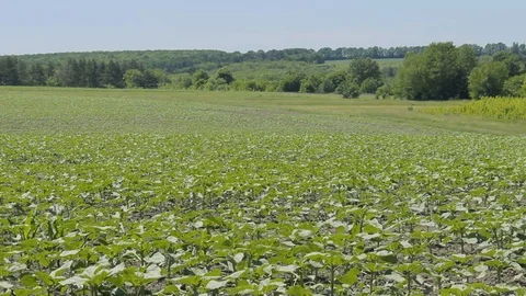Agricultural plants in the field Stock Footage 93758199