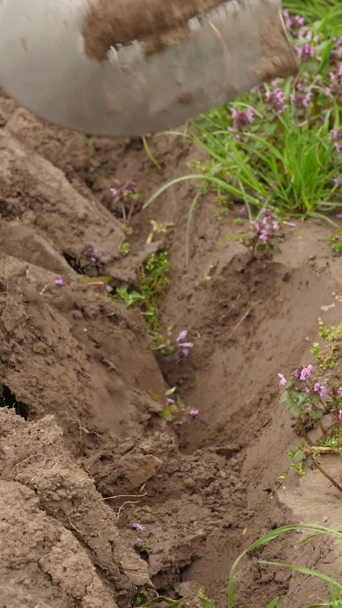 The agricultural plot is dug up with a shovel. Manual tillage. Stock Footage 272942427