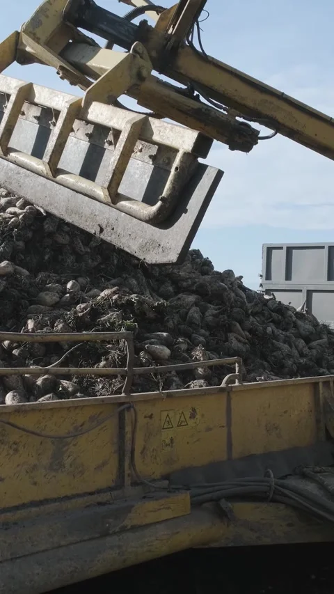 Agricultural process of sugar beet harvesting in a farm field during the autumn Video stock 337172676