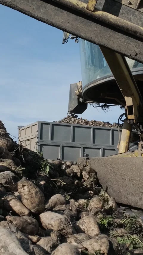 Agricultural process of sugar beet harvesting in a farm field during the autumn Video stock 337172685
