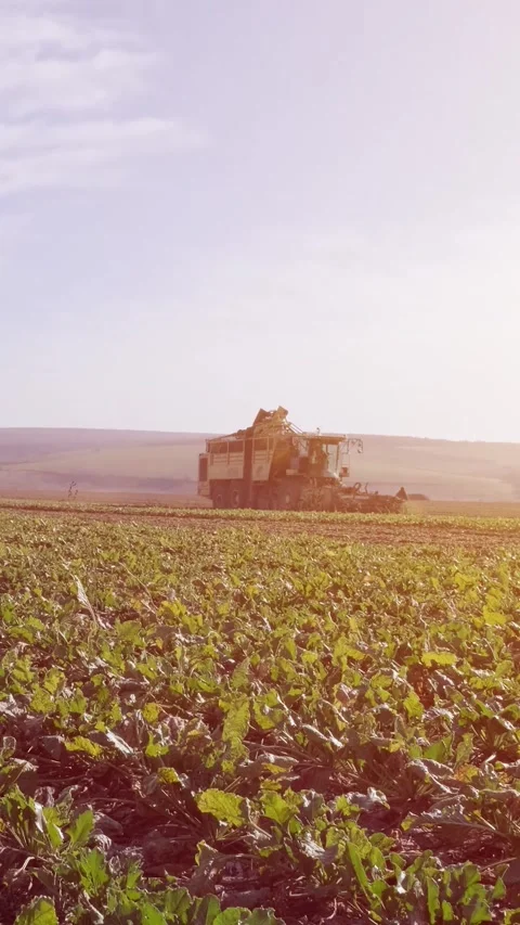 Agricultural process of sugar beet harvesting in a farm field during the autumn Video stock 337172688