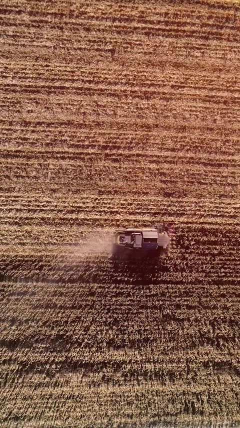 Agricultural process of sugar beet harvesting in a farm field during the autumn Video stock 337172694