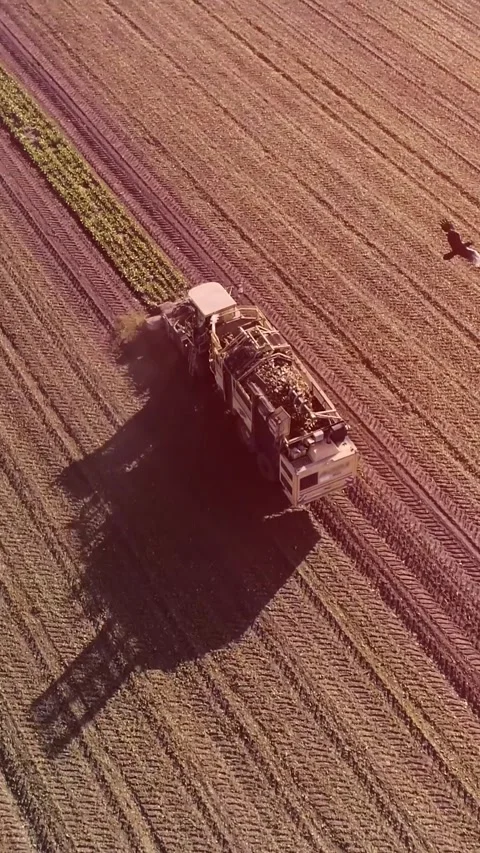 Agricultural process of sugar beet harvesting in a farm field during the autumn Video stock 337172696
