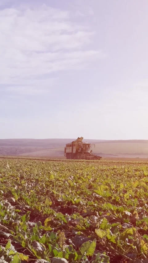 Agricultural process of sugar beet harvesting in a farm field during the autumn Video stock 337172701