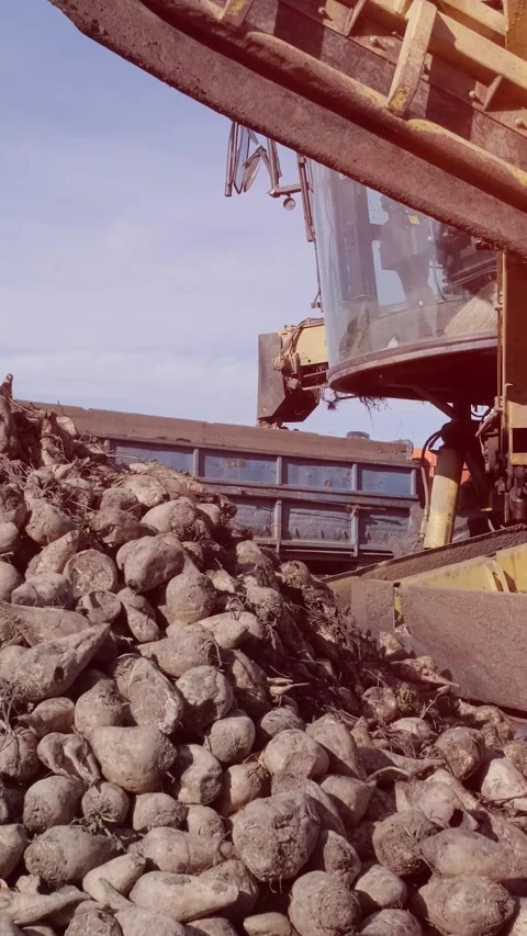 Agricultural process of sugar beet harvesting in a farm field during the autumn Video stock 337172727