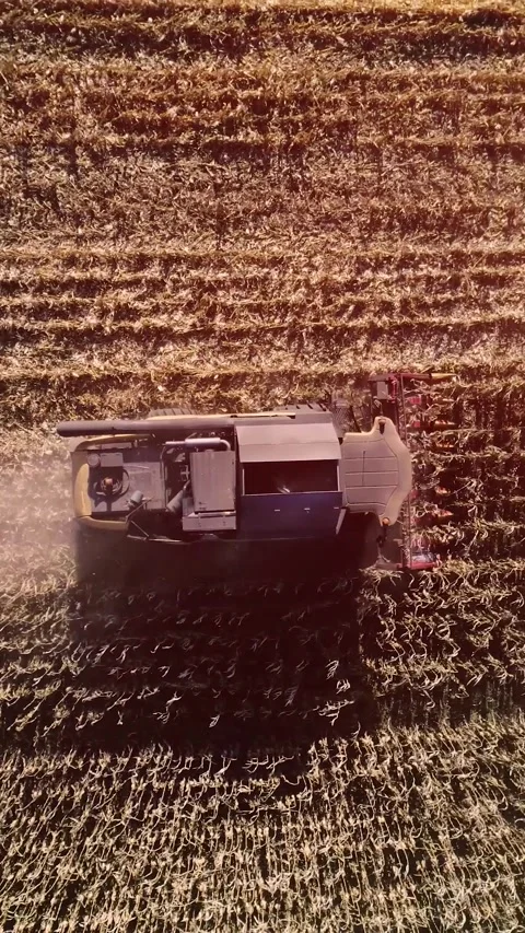 Agricultural process of sugar beet harvesting in a farm field during the autumn Video stock 337172732
