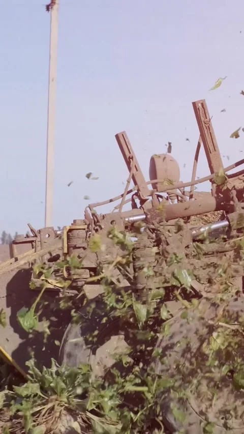 Agricultural process of sugar beet harvesting in a farm field during the autumn Video stock 337172754