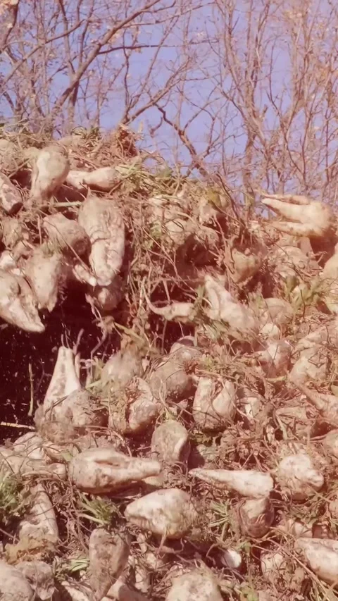 Agricultural process of sugar beet harvesting in a farm field during the autumn Video stock 337172755