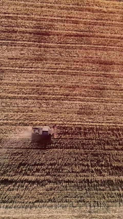 Agricultural process of sugar beet harvesting in a farm field during the autumn Video stock 337172756