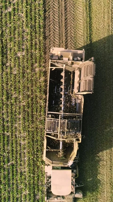 Agricultural process of sugar beet harvesting in a farm field during the autumn Video stock 337172758