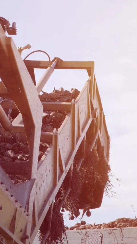 Agricultural process of sugar beet harvesting in a farm field during the autumn Video stock 337172759