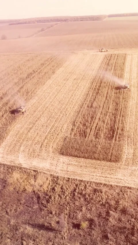 Agricultural process of sugar beet harvesting in a farm field during the autumn Video stock 337172762