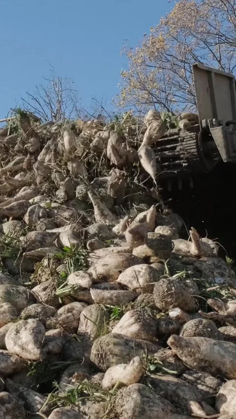Agricultural process of sugar beet harvesting in a farm field during the autumn Video stock 337172766