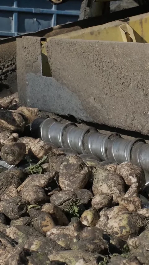 Agricultural process of sugar beet harvesting in a farm field during the autumn Video stock 337172776