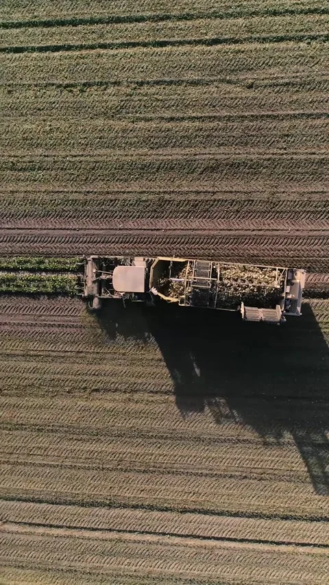 Agricultural process of sugar beet harvesting in a farm field during the autumn Video stock 337172780
