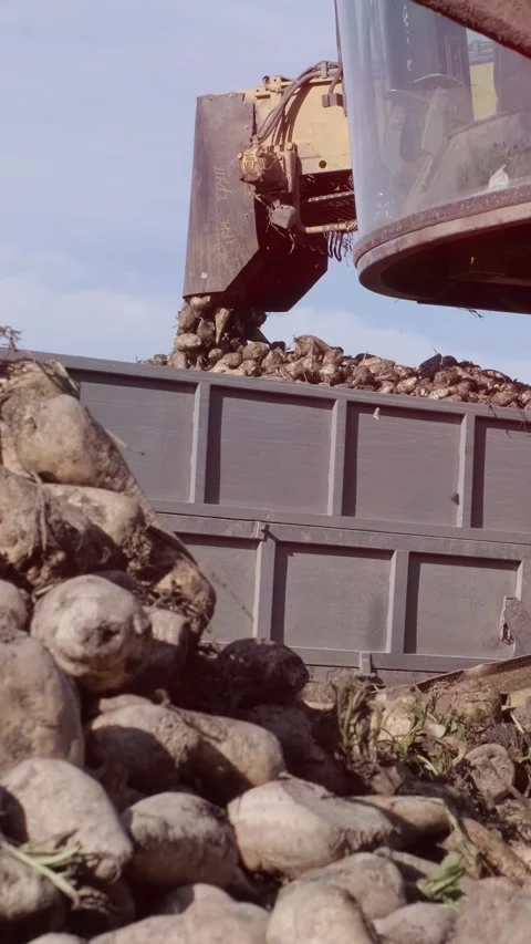 Agricultural process of sugar beet harvesting in a farm field during the autumn Video stock 337172791