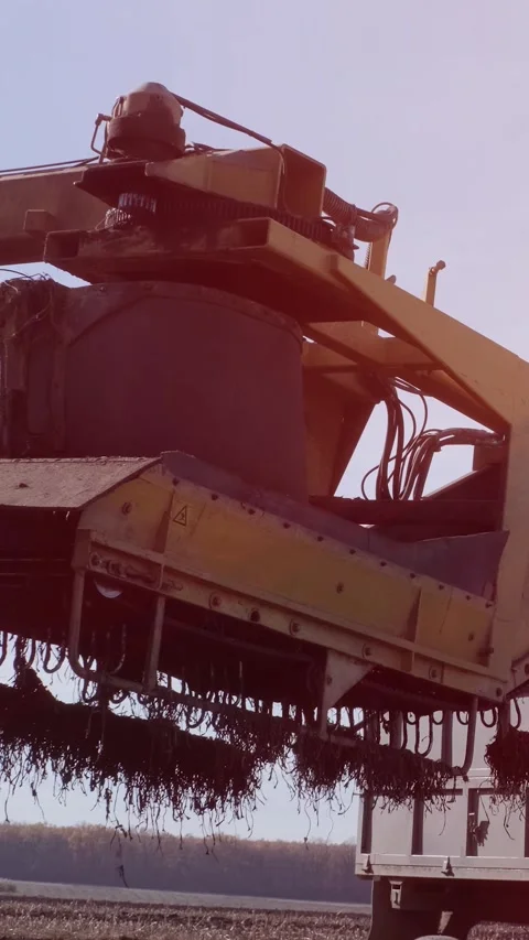Agricultural process of sugar beet harvesting in a farm field during the autumn Video stock 337172796